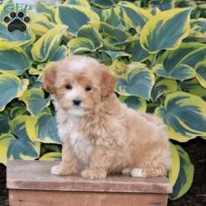 Handsome, Maltipoo Puppy